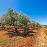 Krinesgreece Tarsina