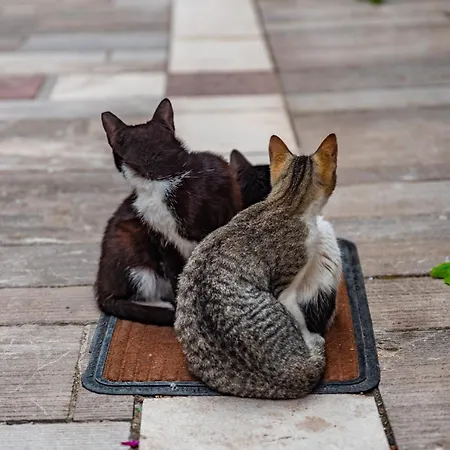 Krinesgreece Ferienhaus *