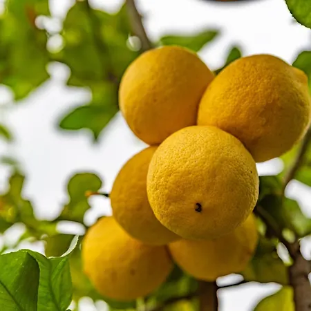 Krinesgreece Ferienhaus *