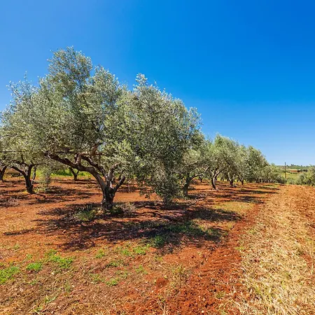 Krinesgreece Tarsina