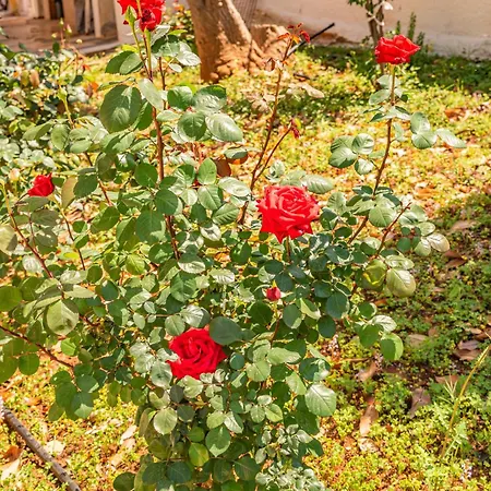 Krinesgreece Ferienhaus *