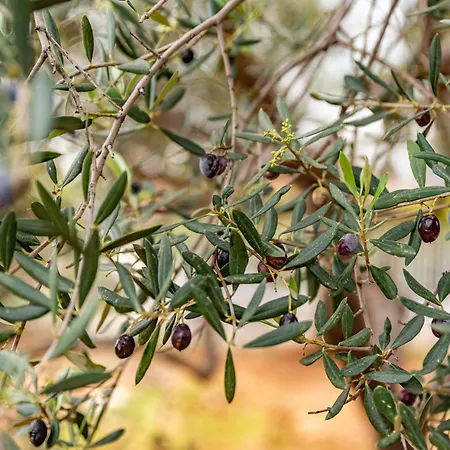 Krinesgreece Ferienhaus *