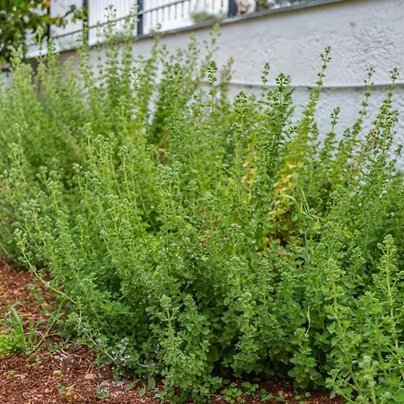 Ferienhaus Krinesgreece *