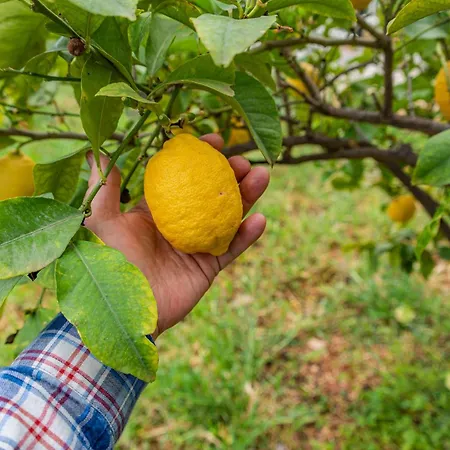 Krinesgreece Tarsina