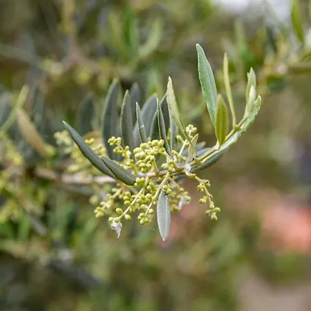 Krinesgreece Ferienhaus