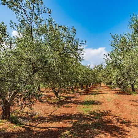 Krinesgreece Ferienhaus Tarsina