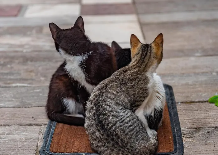 Krinesgreece Σπίτι διακοπών *