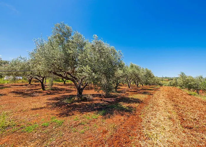 Krinesgreece Tarsina