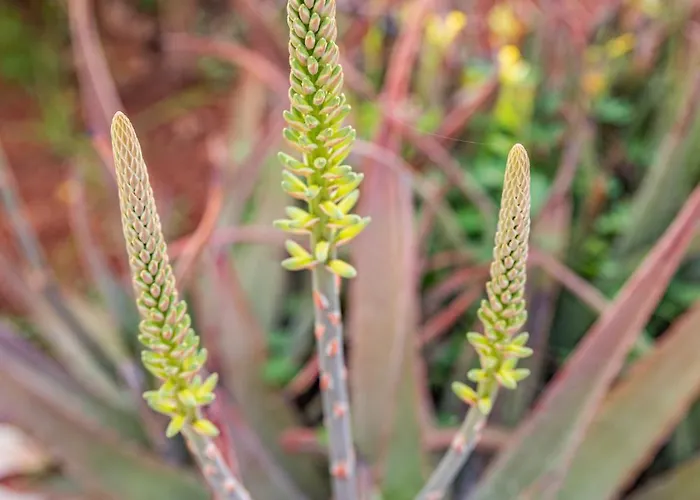 Σπίτι διακοπών Krinesgreece *