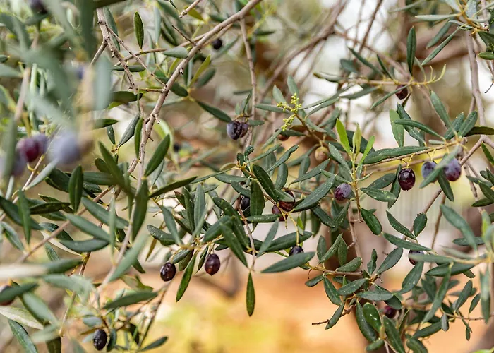 Krinesgreece Σπίτι διακοπών *