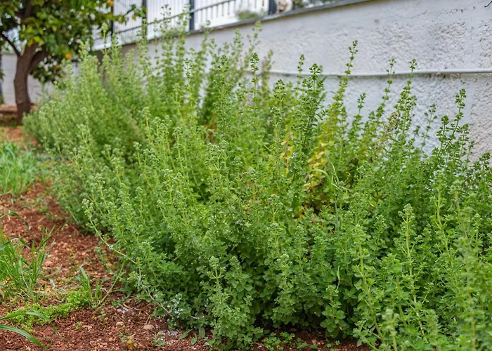 Casa de Férias Krinesgreece *