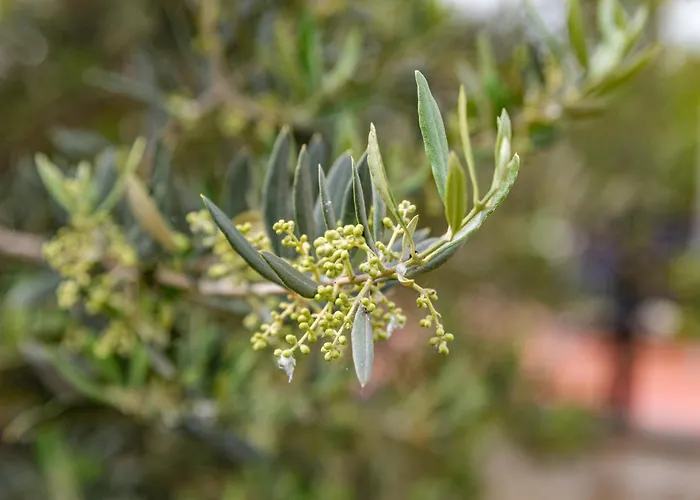 Krinesgreece Σπίτι διακοπών