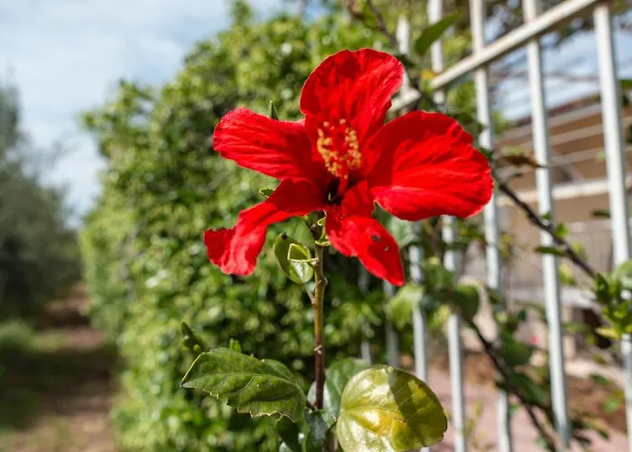 Σπίτι διακοπών Krinesgreece